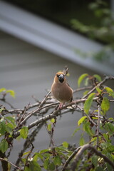 hawfinch on a branch 