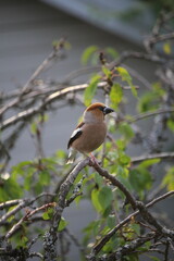 hawfinch on a branch