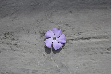 flower on painted wood