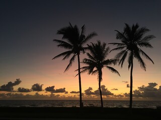 Obraz premium Palm Trees at Sunrise in Palm Beach