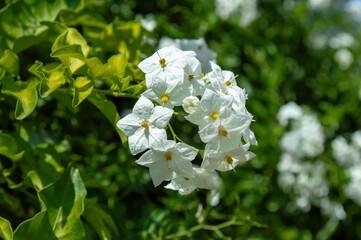 Manojos de flores blancas de falso jazmín