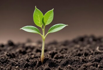 Fototapeta premium young plant sprout growing background ai