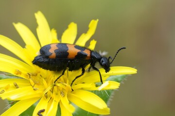 Closeup on a European colorful Blister beetle, Mylabris variabilis in a yellow wildflower chicoree in the Gard, France