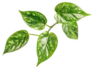 Green variegated leaf plant