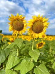 Two big sunflowers in the field with blue sky
