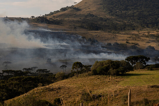 inc&ecirc;ndio na mata com &aacute;rvores de Arauc&aacute;rias, Santa Catarina, Brasil
