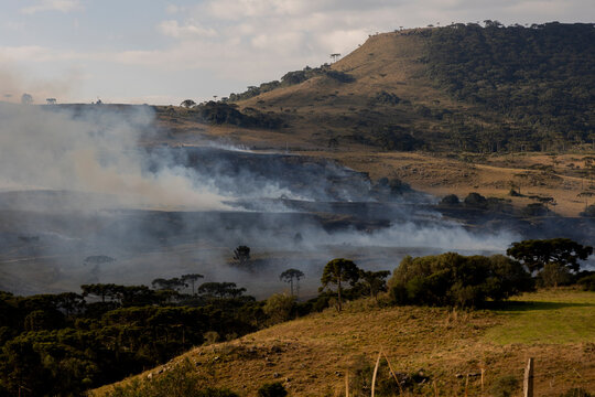 inc&ecirc;ndio na mata com &aacute;rvores de Arauc&aacute;rias, Santa Catarina, Brasil