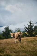 Cow Grazing in a Foggy Mountain Meadow. Borzhava range during summer. Carpathian mountains, Ukraine
