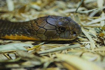 Intense Gaze of a Brown Snake on Hay