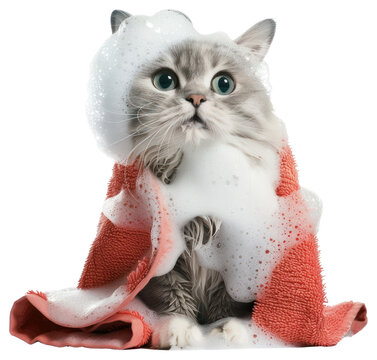 PNG  Fluffy cat in bubble bath