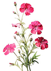 PNG Flower petal plant red.