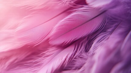 Obraz premium Pink and Violet Feathers in Close-Up Against a Natural Background