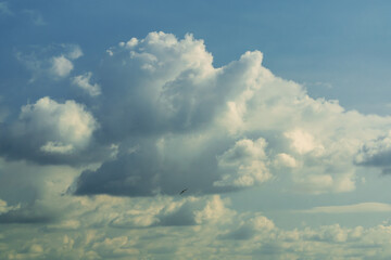 Puffy clouds in the blue sky and a flying bird