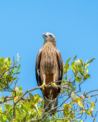 tailed hawk perched on branch