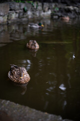 A Duck Resting on Calm Water in a Stone-Lined Pond. Stryiskyi Park, Lviv, Ukraine