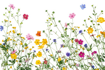 PNG Colorful wildflowers on white background