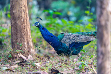 peacock in the park
