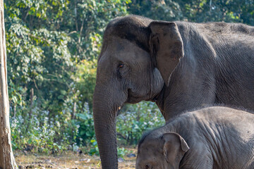 Fototapeta premium elephant