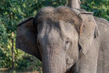 elephant
