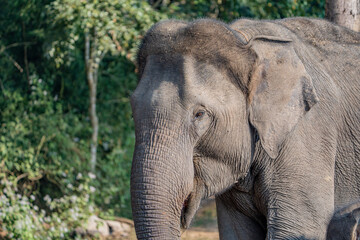 Fototapeta premium elephant
