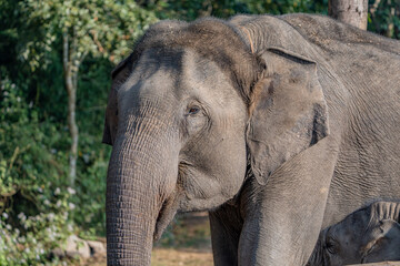 elephant