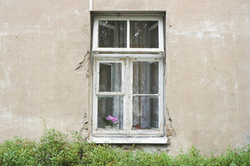 Grunge window background.Old scratched concrete building facade with a wooden windo frame in the center. Lace curtains and a flower inside. Bushes growing under the window. Vintage architecture.