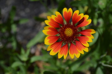 orange dahlia flower