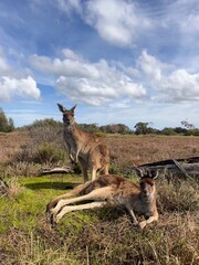 Kangaroo in Australia 