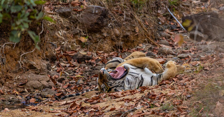 Bengal or Indian Tiger Lying on its Back With Mouth Open and Tongue and Teeth exposed in India