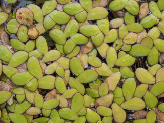 Duckweed in a lotus basin
