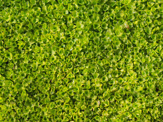 Moss during the rainy season