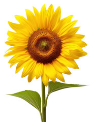 Fototapeta premium PNG Bright sunflower on white background