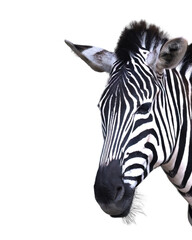 Zebra freigestellt