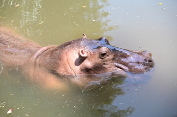 hippopotamus in water