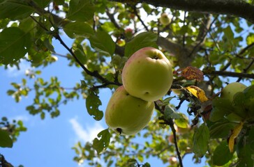 Double apple ripening on tree branch among green leaves on tree in orchard in summer, concept of growing eco-friendly food yourself