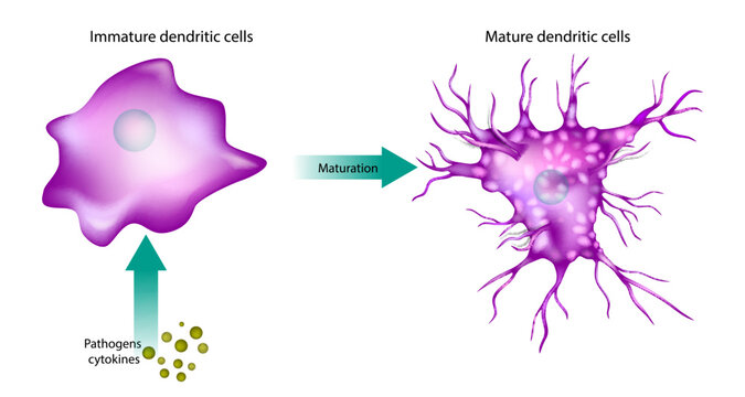 Maturation Dendritic Cells. Immature and Mature dendritic cells. Pathogens cytokines