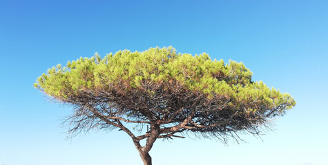 Tree in the sky, Italian stone pine (Pinus pinea)