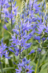Obraz premium Camassia leichtlinii Caerulea flower in a garden