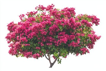 Fototapeta premium Embedded with a transparent background, a bunch of bougainvillea hybrid flowers