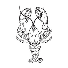 American lobster homarus americanus, delicious seafood from the Atlantic coast. Line Drawing. skech, Vector illustration, seafood, food, sea