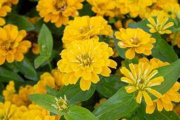Close-up of Zinnia elegans flowers blooming in the field