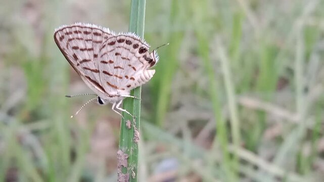 tarucus nara or the striped Pierrot on the grass in the garden.tarucus nara body pattern