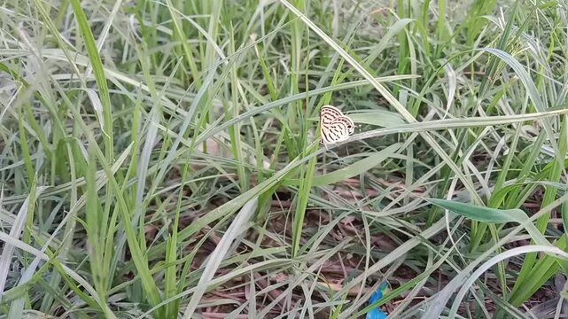 tarucus nara or the striped Pierrot on the grass in the garden.tarucus nara body pattern