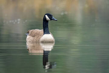 Peaceful Canada Goose