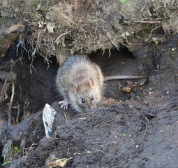 A wild rat sits near a hole in the ground