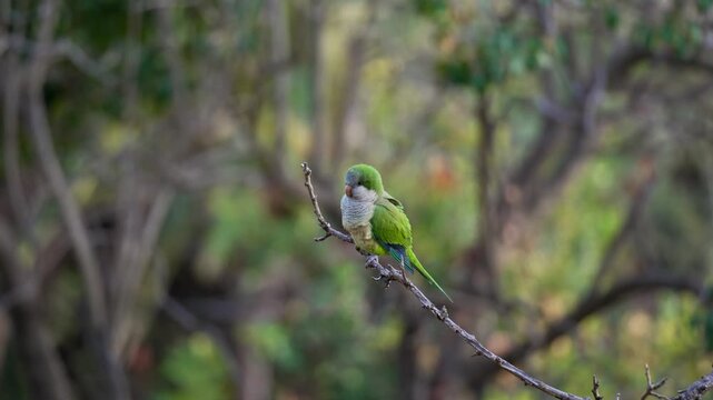 Monk parakeet (Myiopsitta monachus) resting on tree branch
