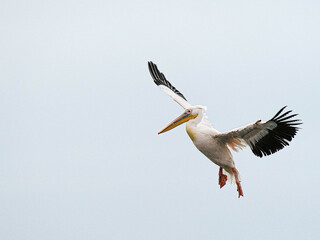 Pelican in flight, Walvis Bay, Namibia