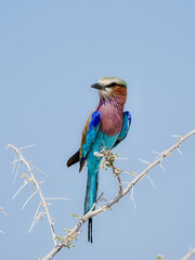 Lilac-breasted roller (Coracias caudatus) at Etosha National Park, Namibia