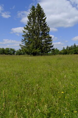 Das Naturschutzgebiet Lange Rhön in der Kernzone des Biosphärenreservat Rhön, Bayerischen Rhön, Landkreis Rhön-Grabfeld, Unterfranken, Bayern, Deutschland