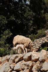 Fototapeta premium Mallorca Hike